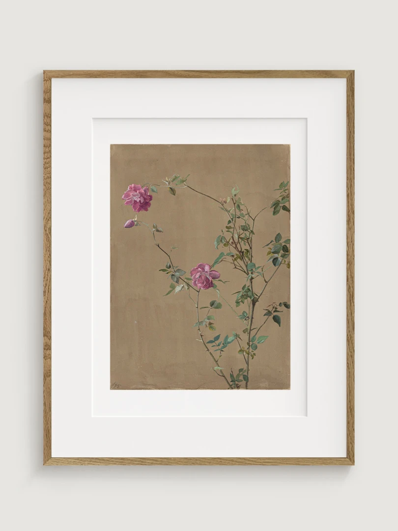 Ružovkasté Ruže, Fidelia Bridges, 1875