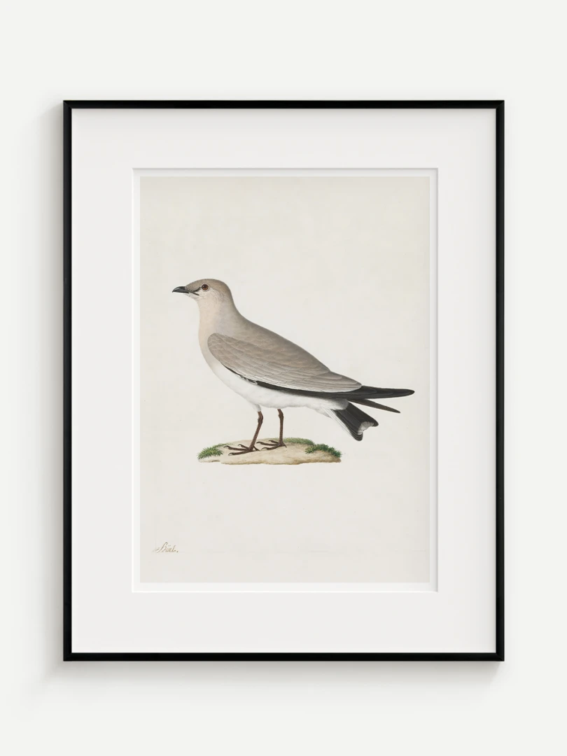 Prieložník (Glareola lactea), Paul Hüet, 19. storočie