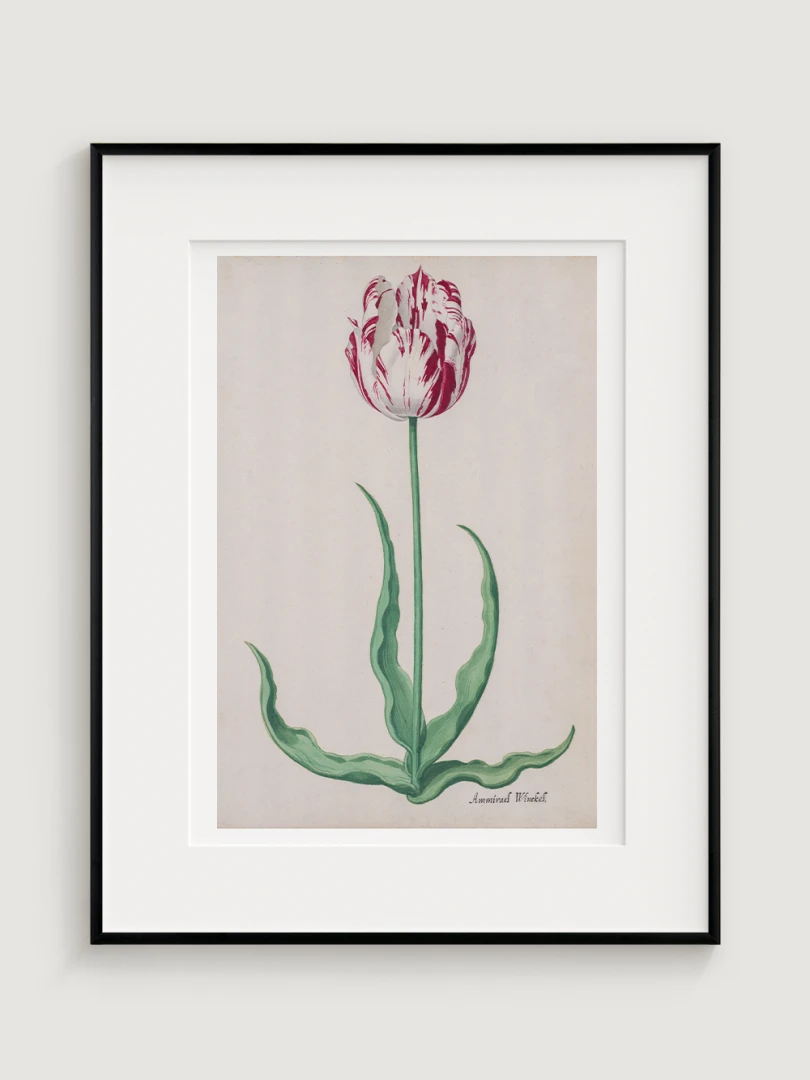 Tulipán (Ammirael Winckel), Pieter Holsteyn II, c.1645