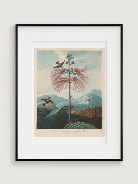 Veľká citlivá kvitnúca rastlina, Joseph Constantine Stadler, 1799