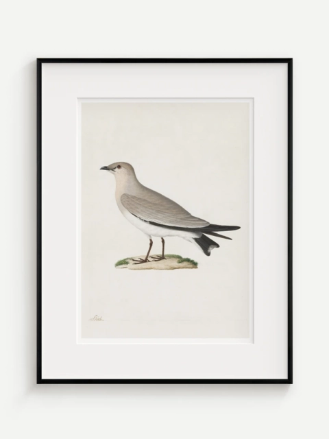 Prieložník (Glareola lactea), Paul Hüet, 19. storočie