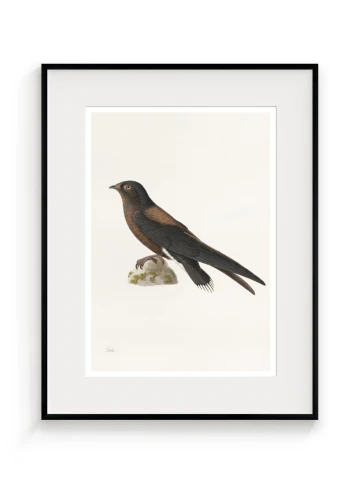 Dažďovník (Hirundapus caudaculus), Paul Hüet, 19. storočie