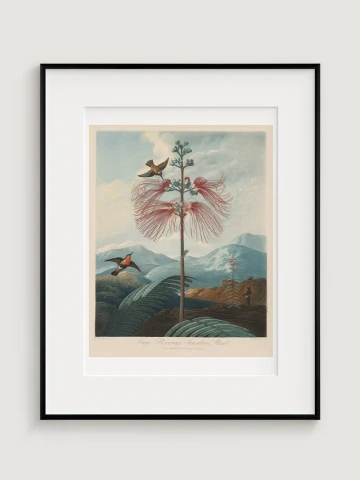 Veľká citlivá kvitnúca rastlina, Joseph Constantine Stadler, 1799