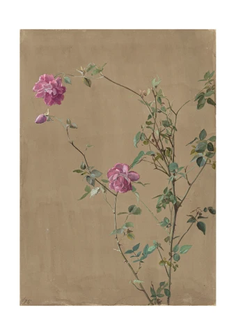 Pink Roses, Fidelia Bridges, 1875
