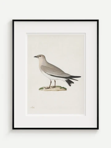Prieložník (Glareola lactea), Paul Hüet, 19. storočie