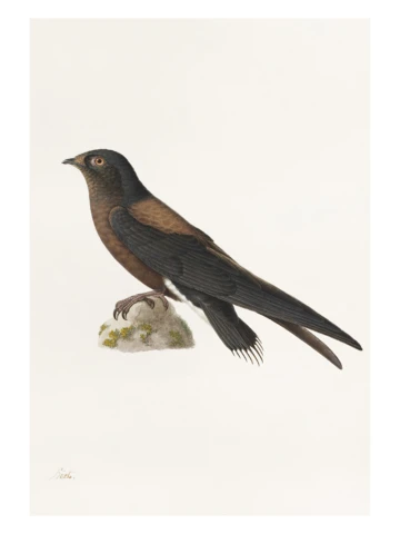 Dažďovník (Hirundapus caudaculus), Paul Hüet, 19. storočie