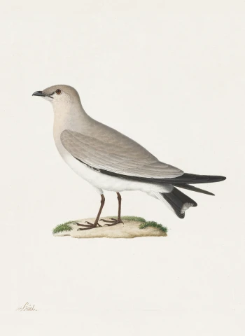Prieložník (Glareola lactea), Paul Hüet, 19. storočie